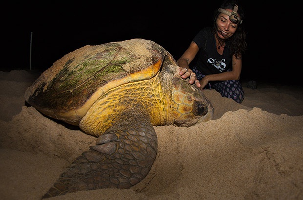 Iniciada a  temporada reprodutiva das tartarugas marinhas